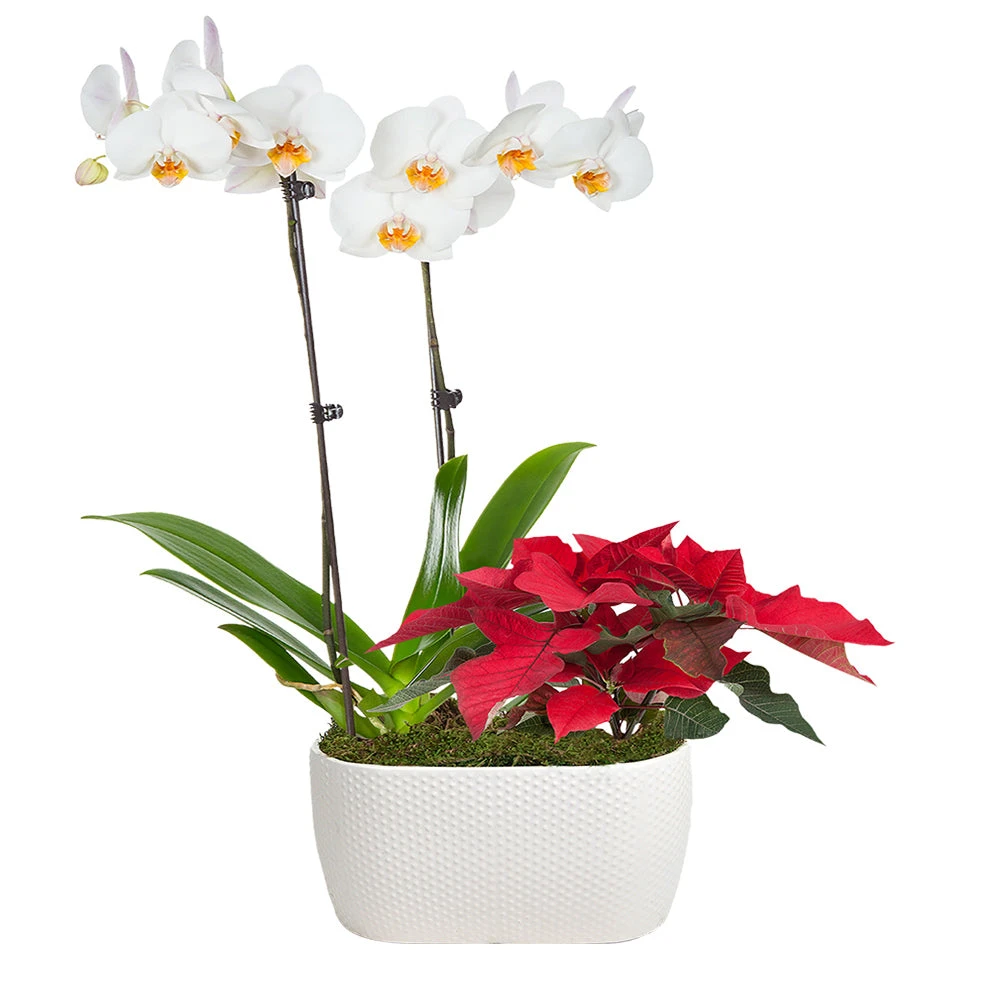 Classic Christmas Garden - Image 2