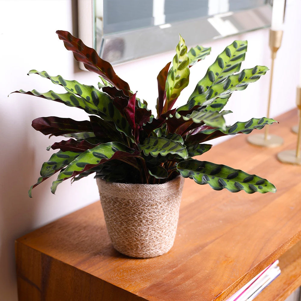 Calathea Rattlesnake With Decorative Pot - Image 3