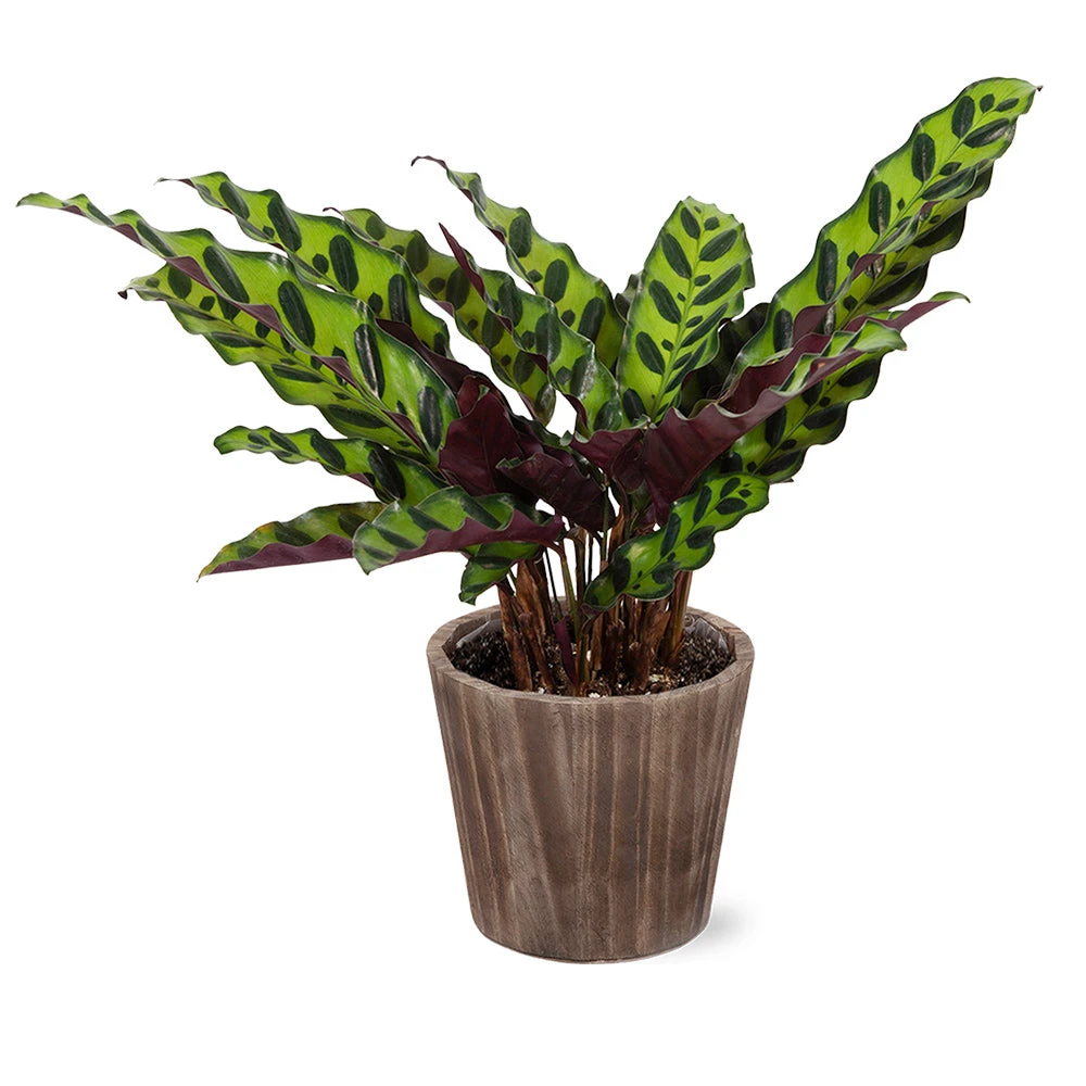 Calathea Rattlesnake With Decorative Pot - Image 6