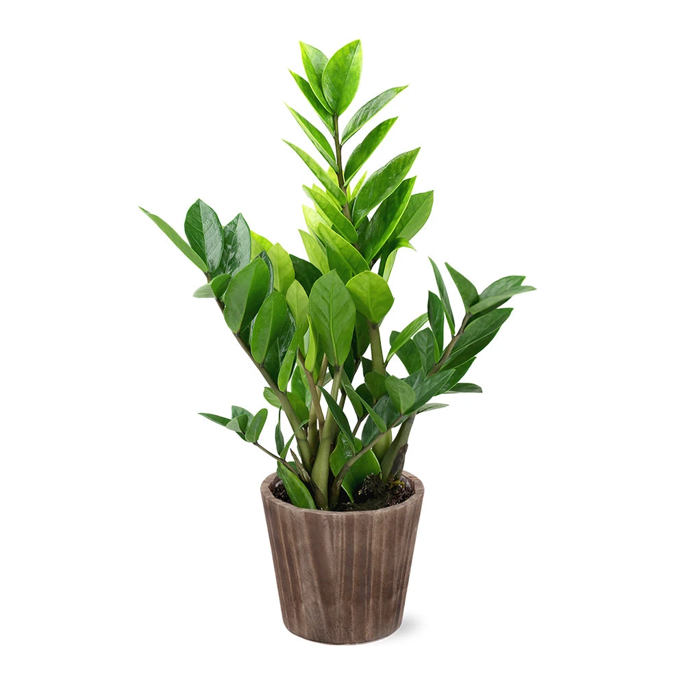 5-Inch ZZ Plant In Decorative Pot - Image 4