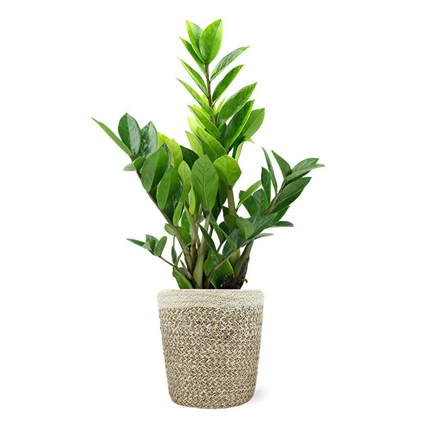 5-Inch ZZ Plant In Decorative Pot