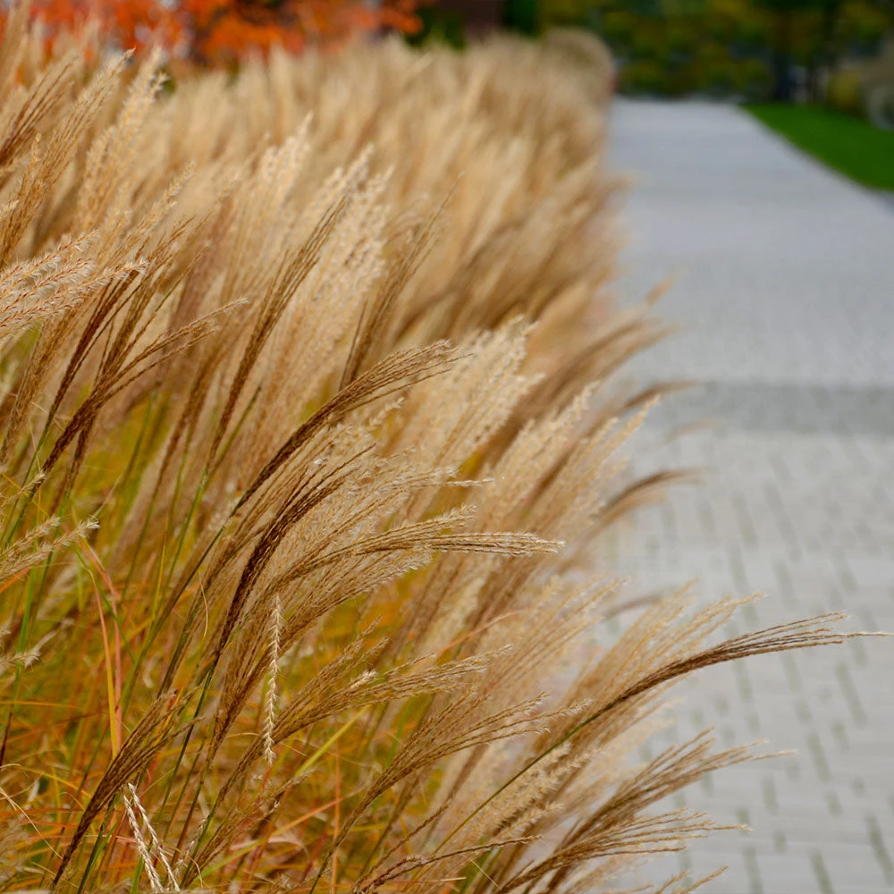 Adagio Maiden Grass - Image 4