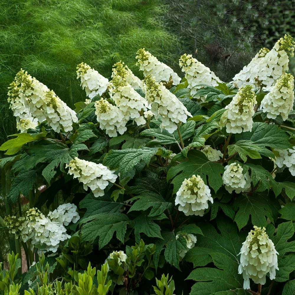 Alice Oakleaf Hydrangea - Image 2