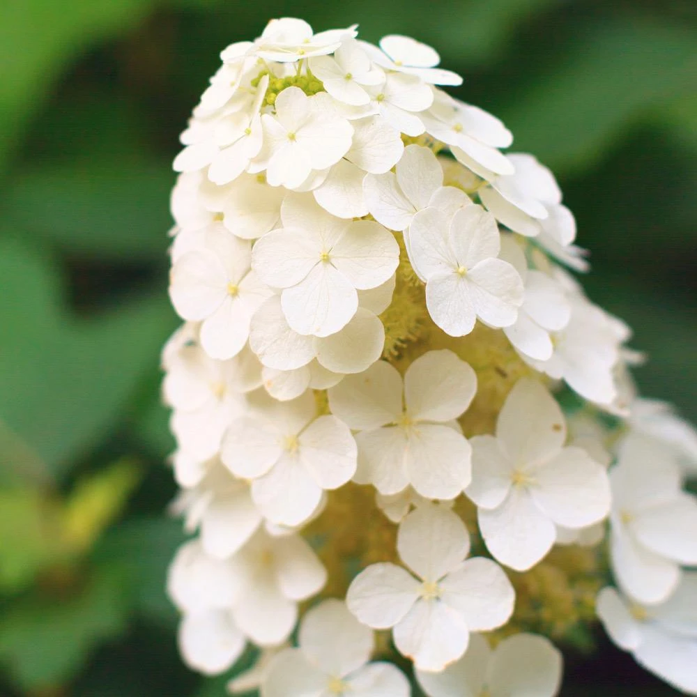Alice Oakleaf Hydrangea - Image 3