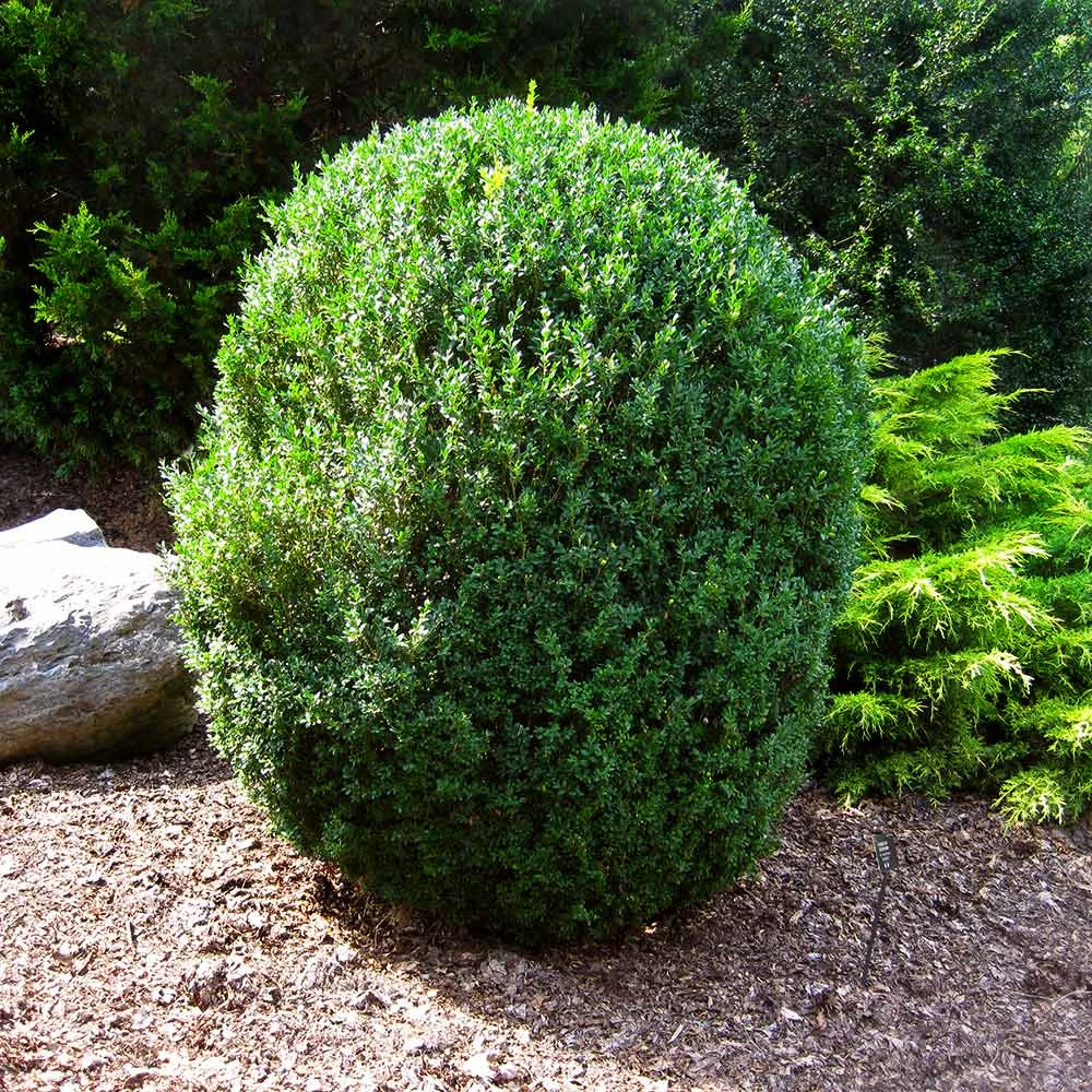 American Boxwood Shrub - Image 5