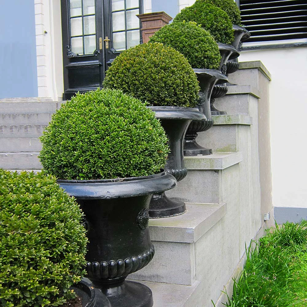 American Boxwood Shrub - Image 3