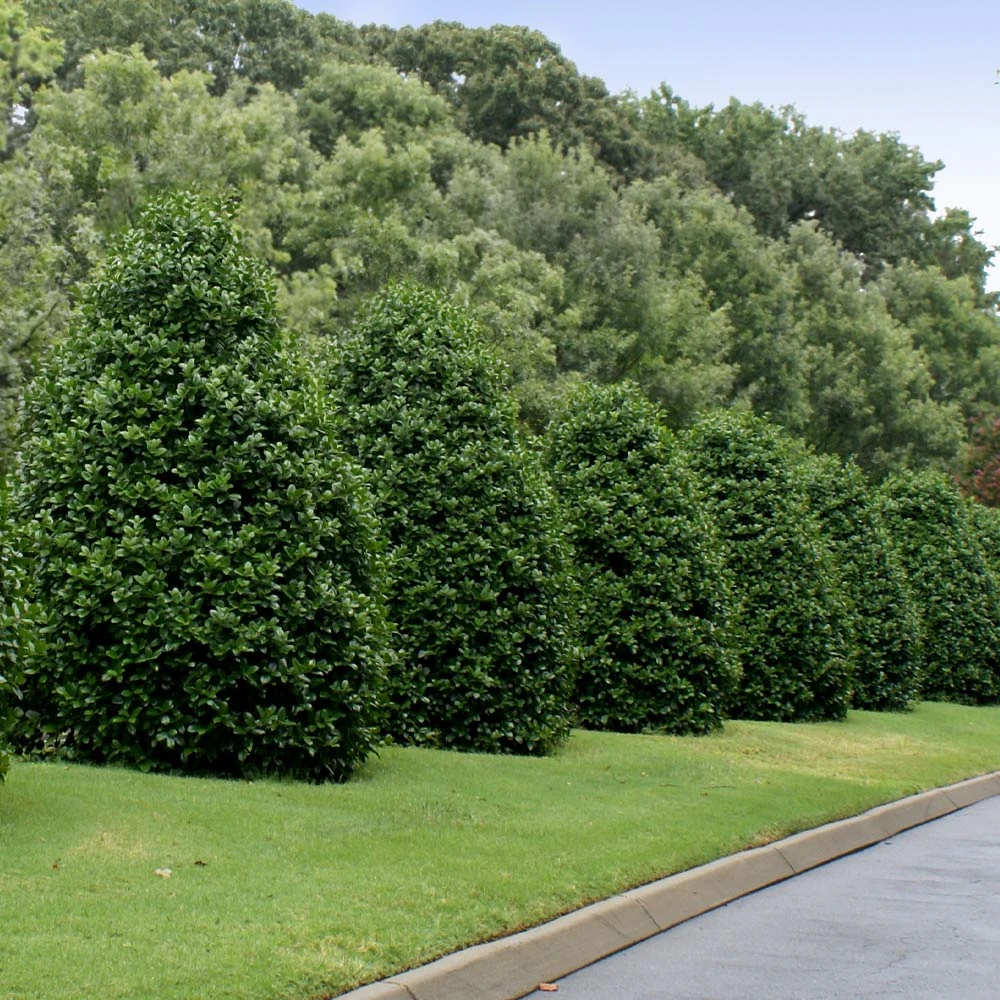 Greenleaf American Holly Shrub - Image 4