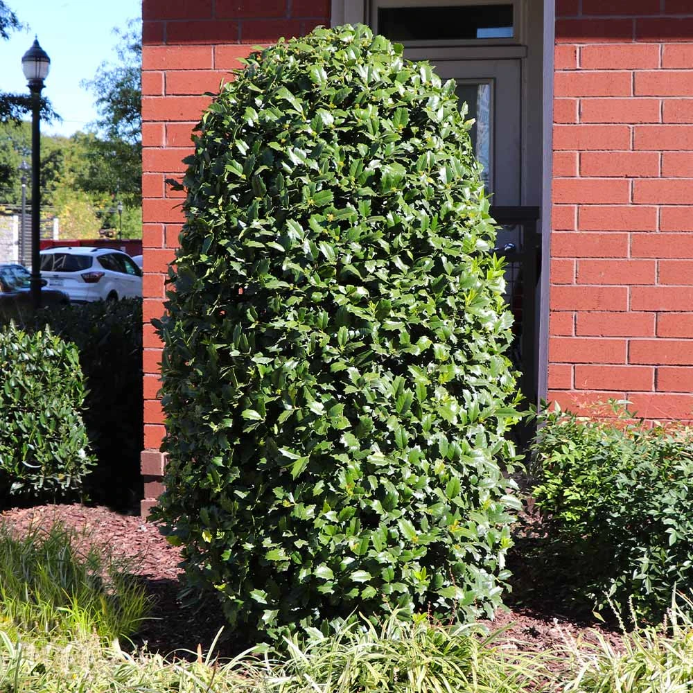 Greenleaf American Holly Shrub - Image 5