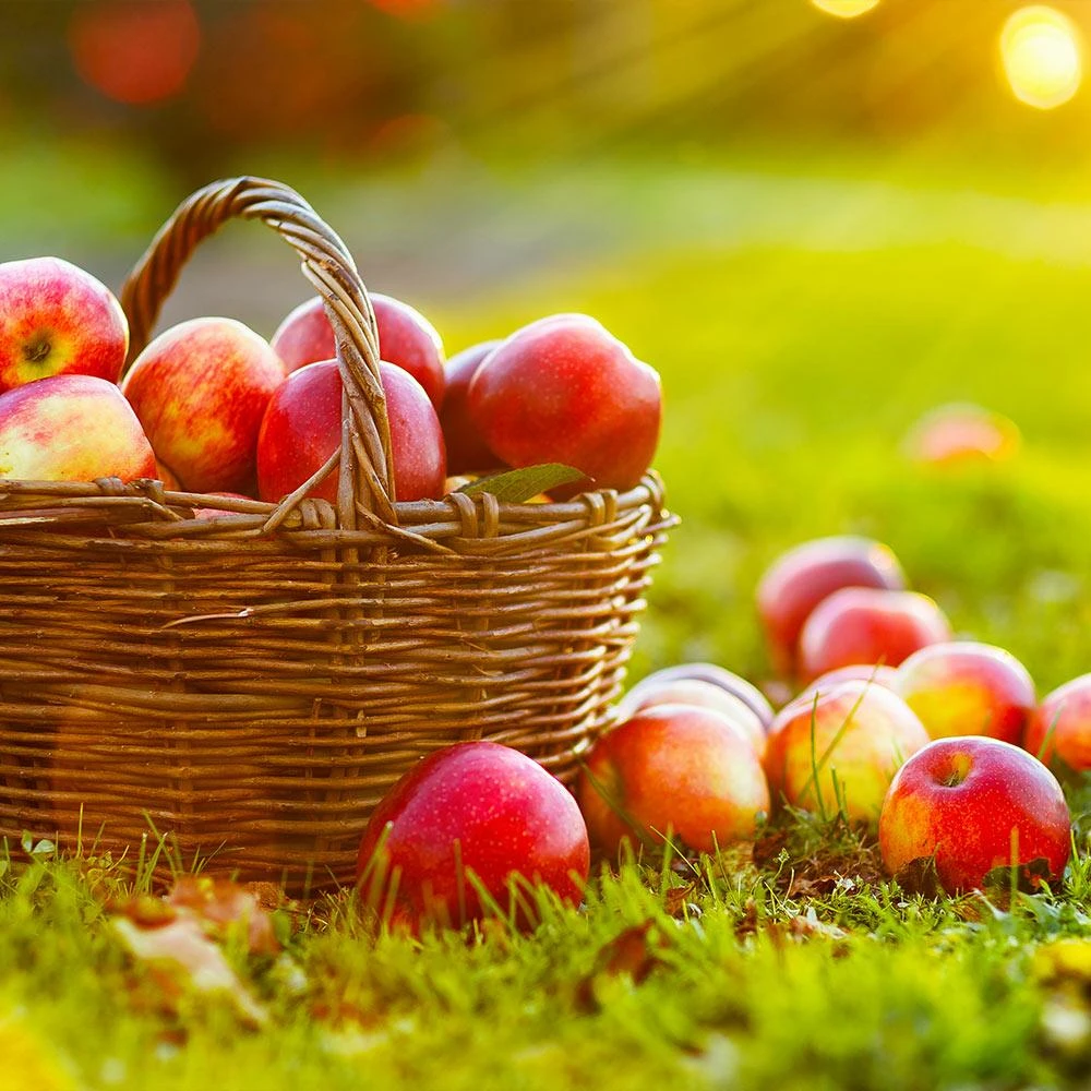 Anna Apple Tree - Image 2