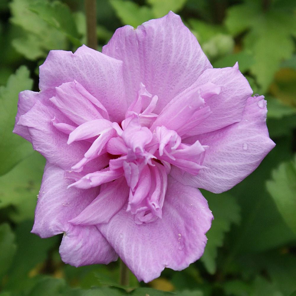 Ardens Rose Of Sharon Althea Shrub - Image 3