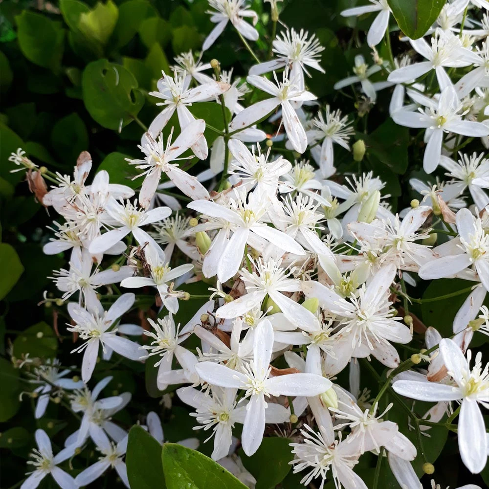 Armandii Snowdrift Clematis - Image 4