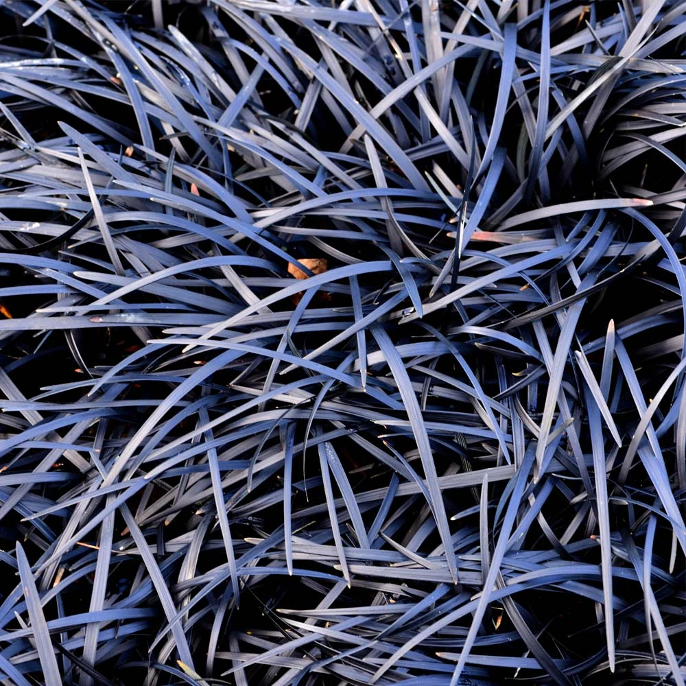 Black Mondo Grass - Image 3