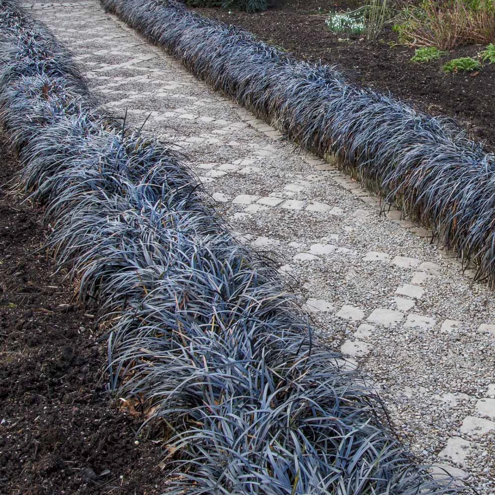 Black Mondo Grass - Image 2