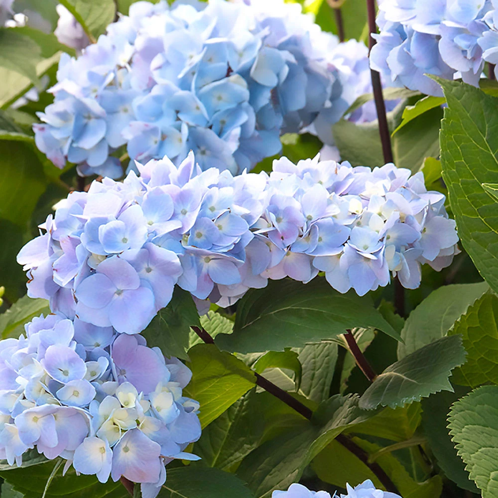 Blue Enchantress® Hydrangea - Image 3