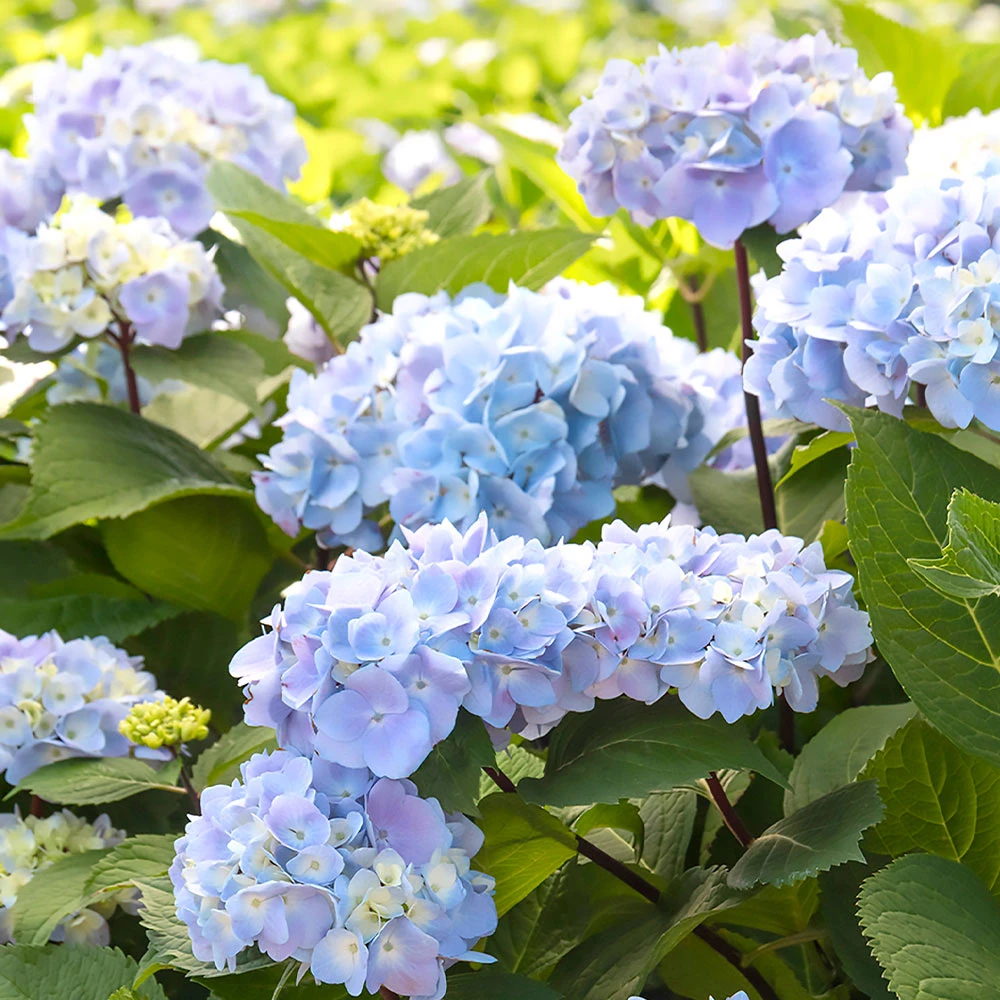 Blue Enchantress® Hydrangea - Image 4