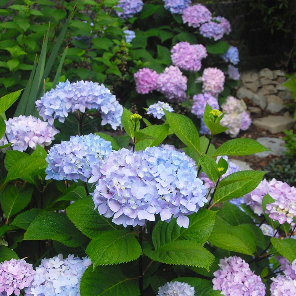 Blue Enchantress® Hydrangea - Image 2