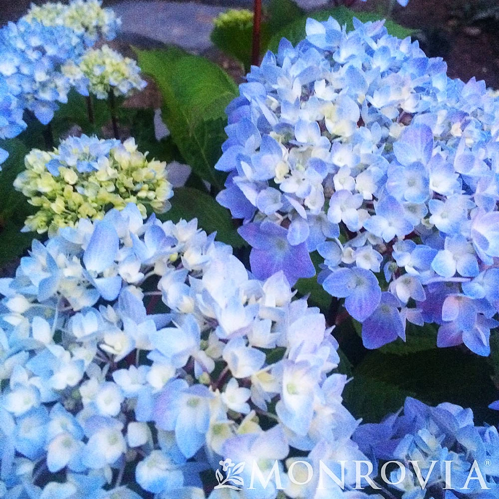 Blue Enchantress® Hydrangea - Image 5