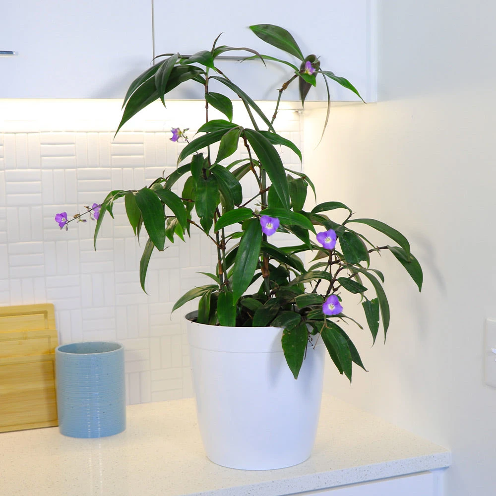 Weeping Blue Ginger Plant - Image 3