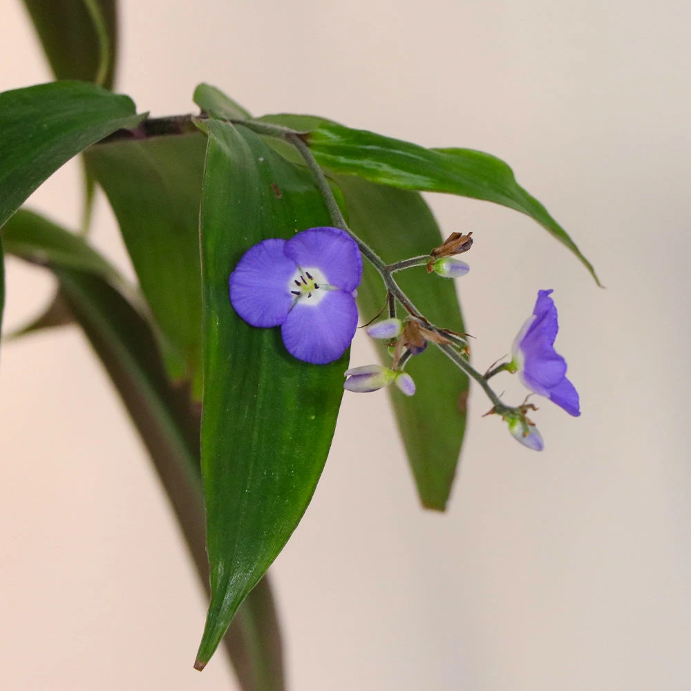 Weeping Blue Ginger Plant - Image 4