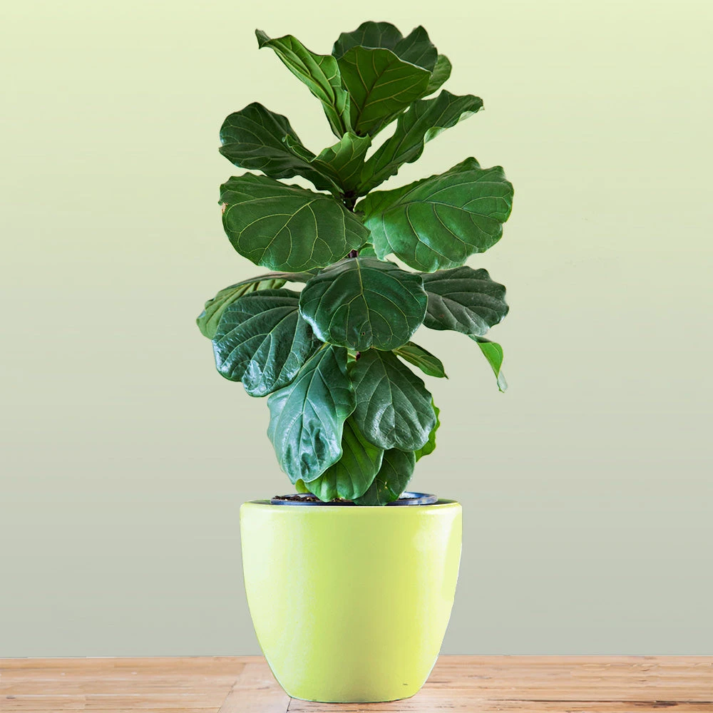 New Apartment House Plant Kit - Image 3