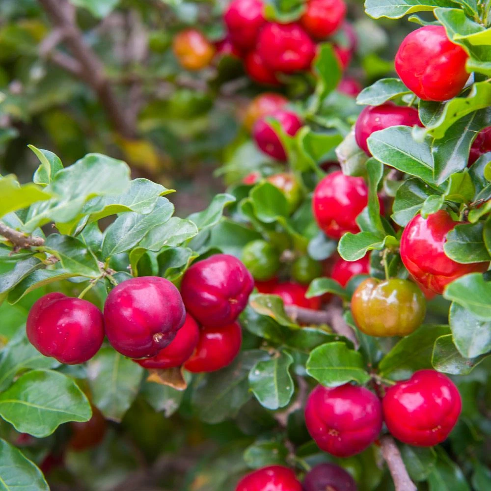 Barbados 'Acerola' Cherry - Image 3