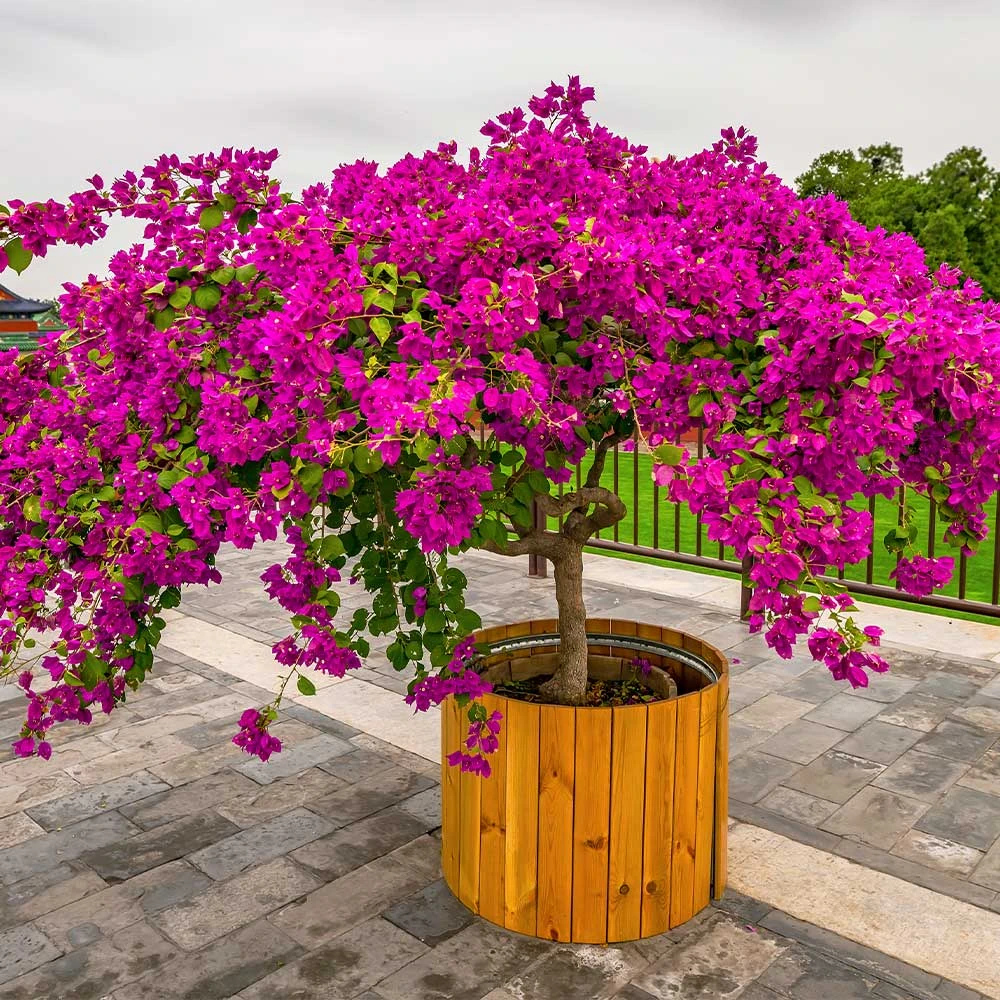 Barbara Karst Bougainvillea - Image 8