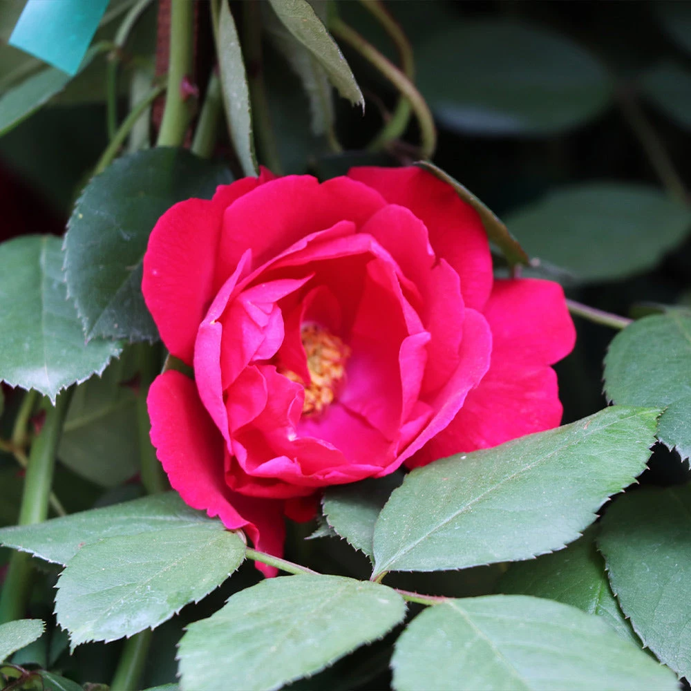 Blaze Improved Climbing Rose - Image 3