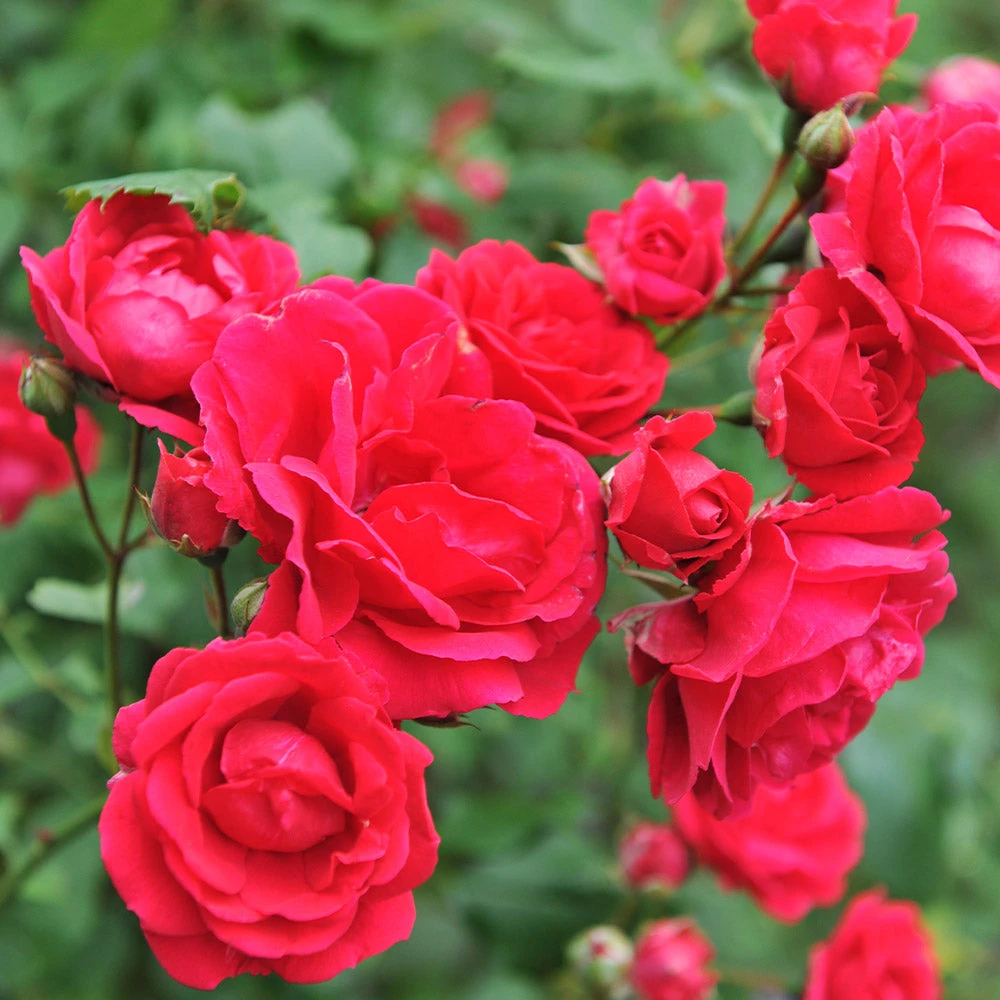 Blaze Improved Climbing Rose - Image 4