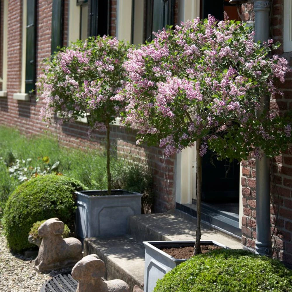 Bloomerang® Lilac Tree - Image 2