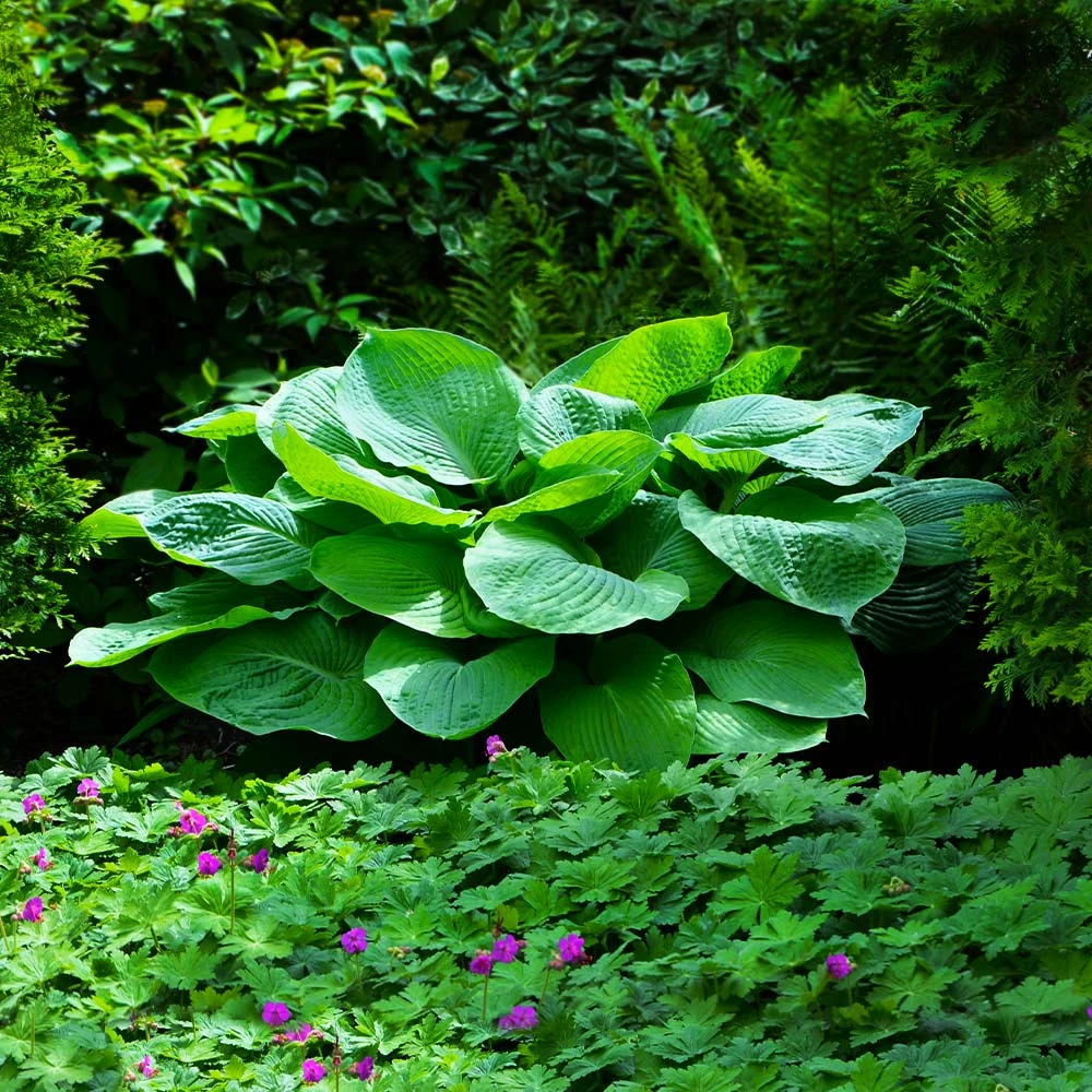 Blue Angel Hosta Plant - Image 2