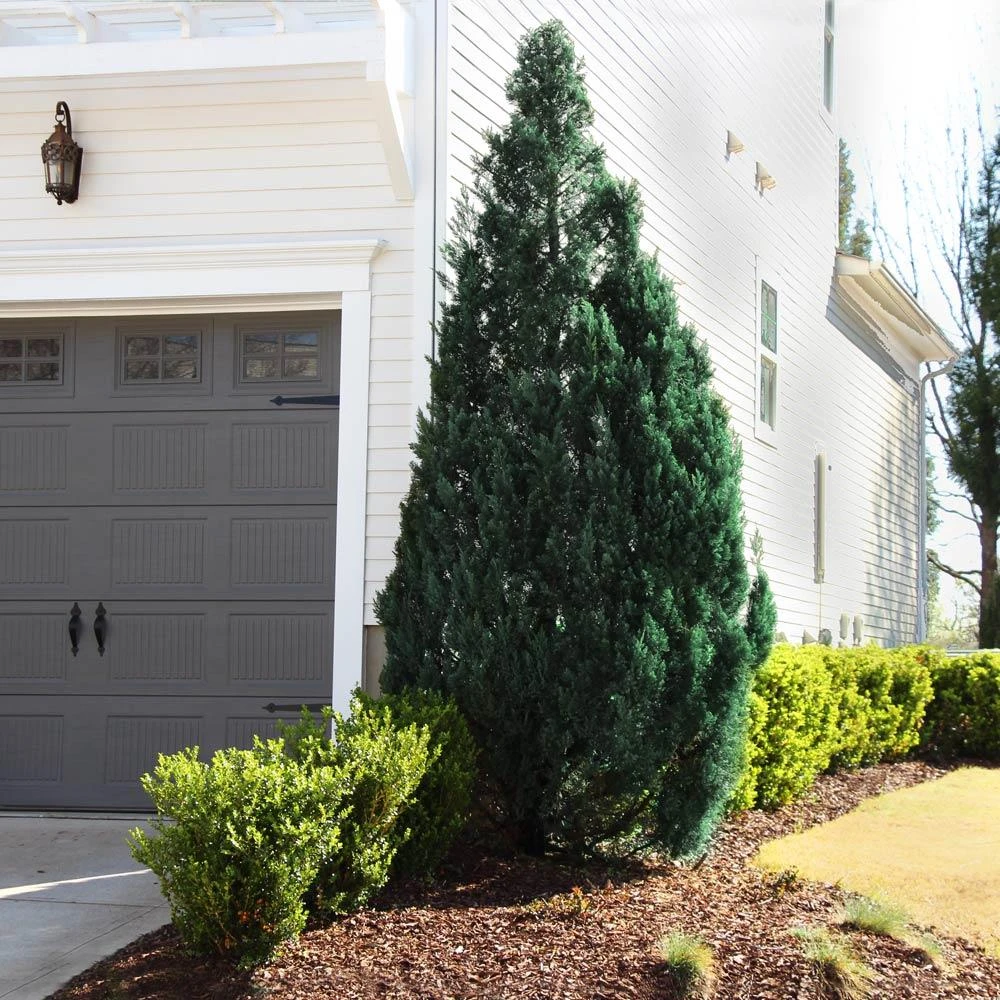 Blue Point Juniper - Image 2