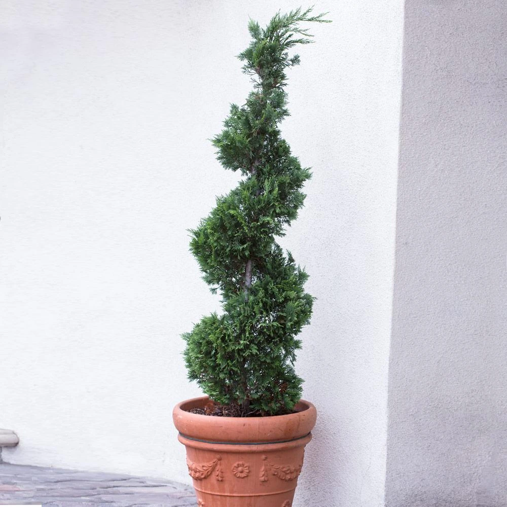 Blue Point Spiral Juniper Gift Plant - Image 3