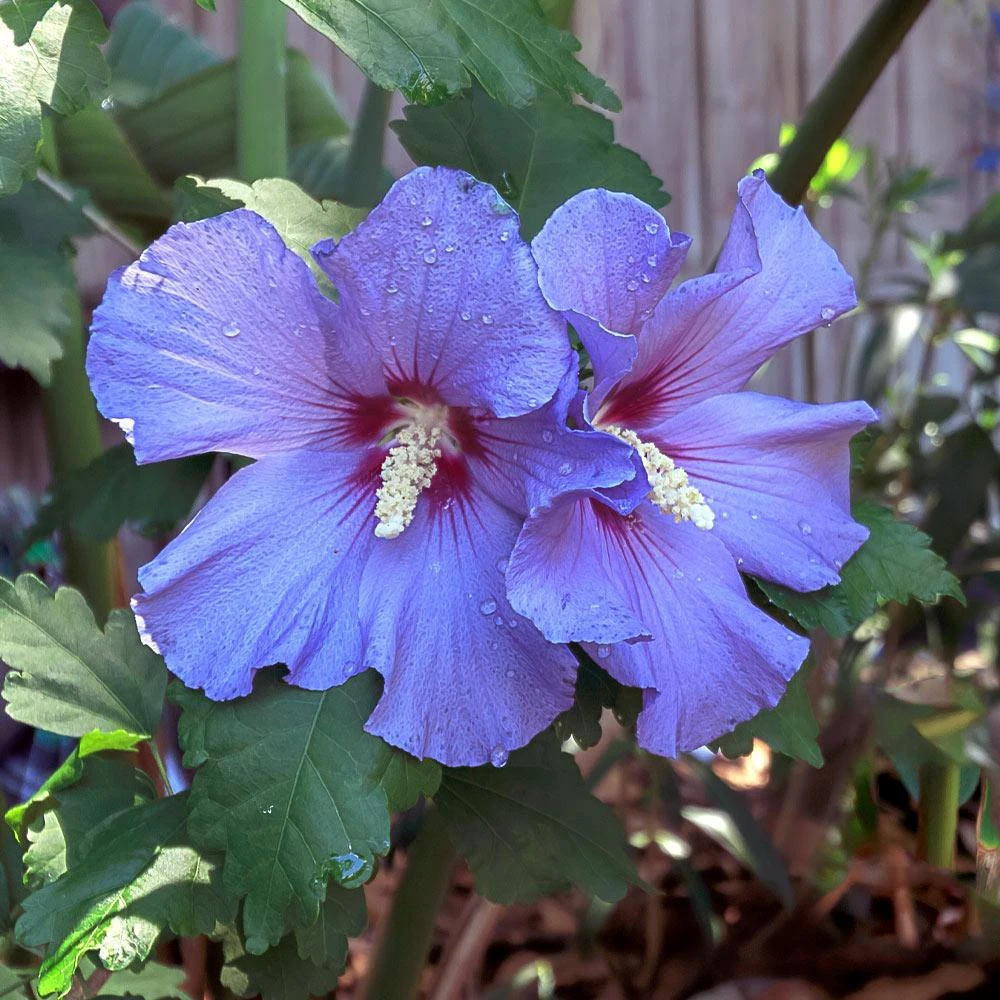 Azurri Blue Satin® Rose Of Sharon Althea Tree - Image 5