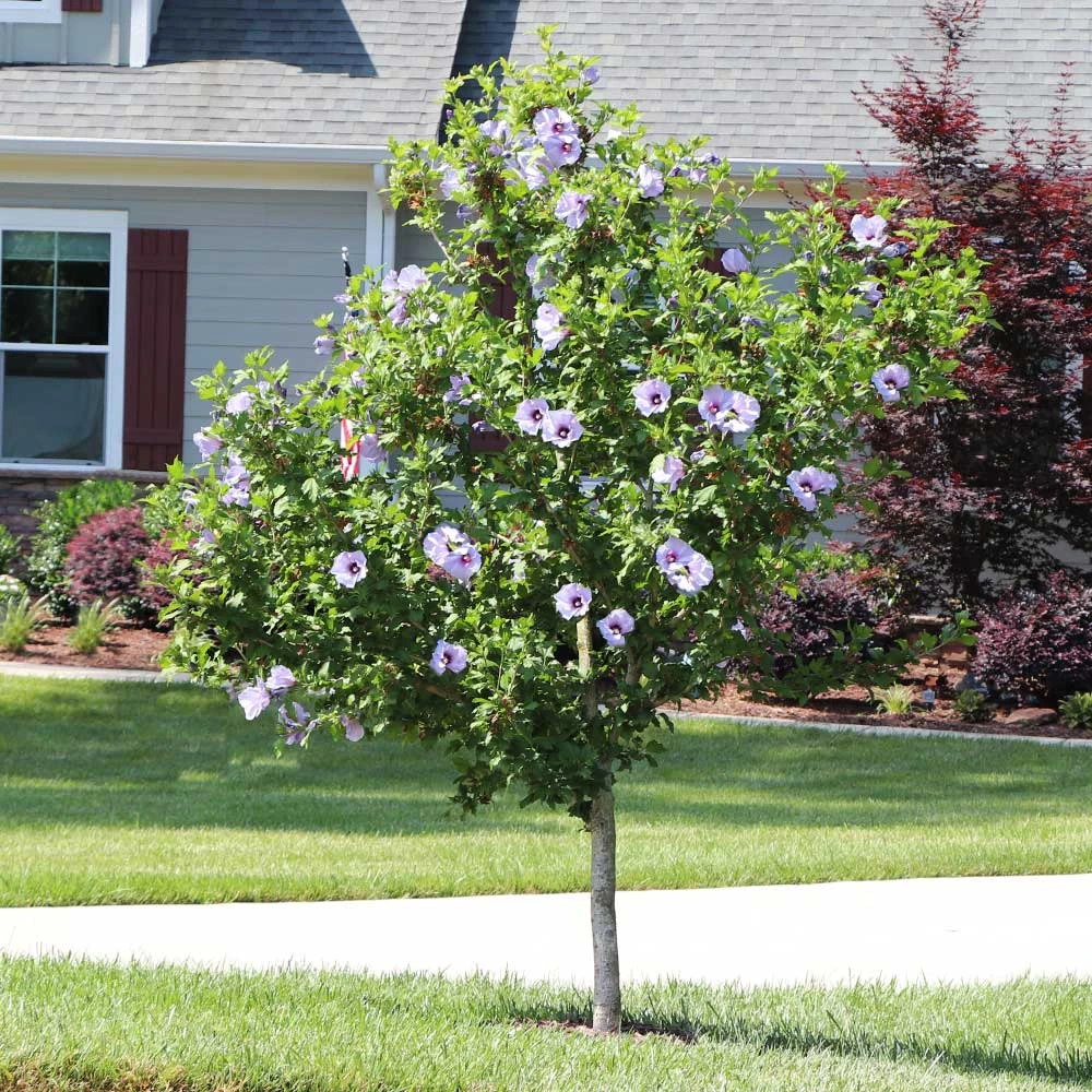 Azurri Blue Satin® Rose Of Sharon Althea Tree - Image 3