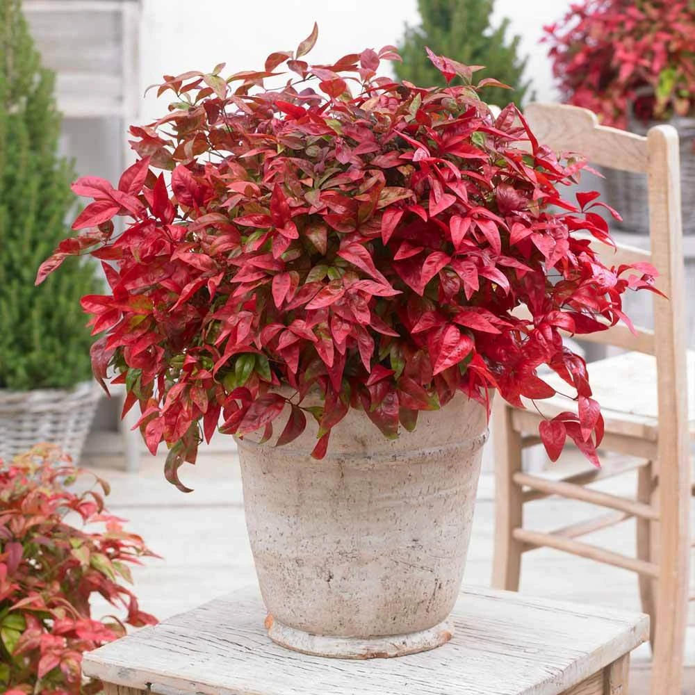 Blush Pink™ Nandina Shrub - Image 2