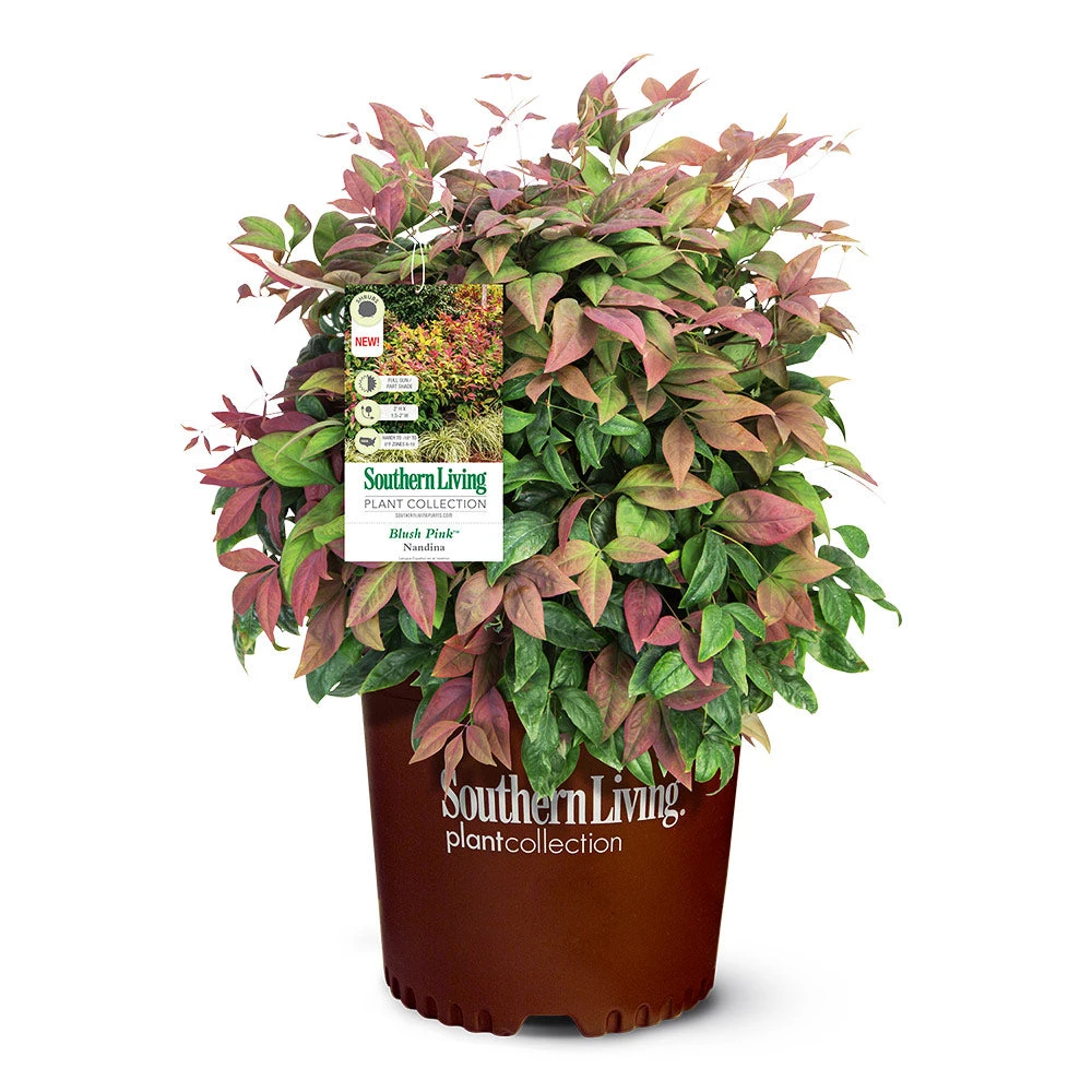 Blush Pink™ Nandina Shrub - Image 5