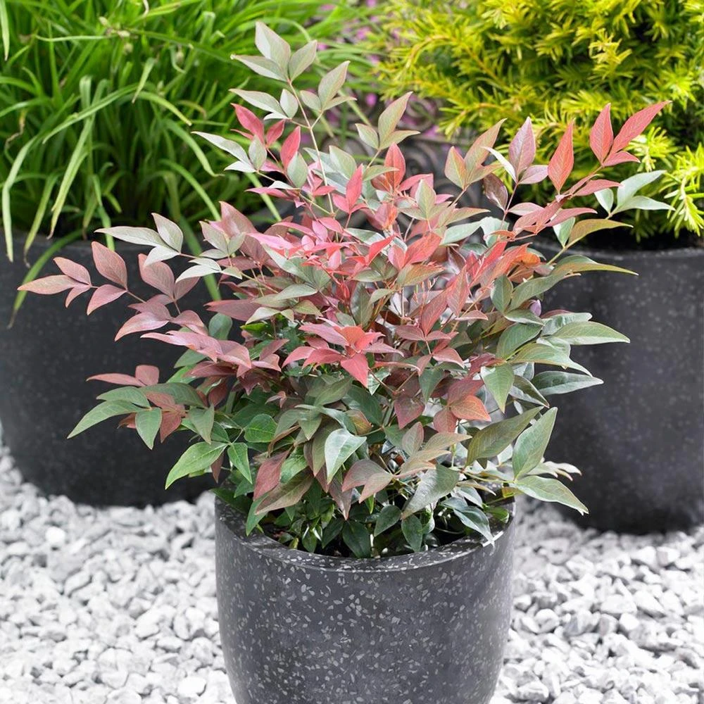 Blush Pink™ Nandina Shrub - Image 3