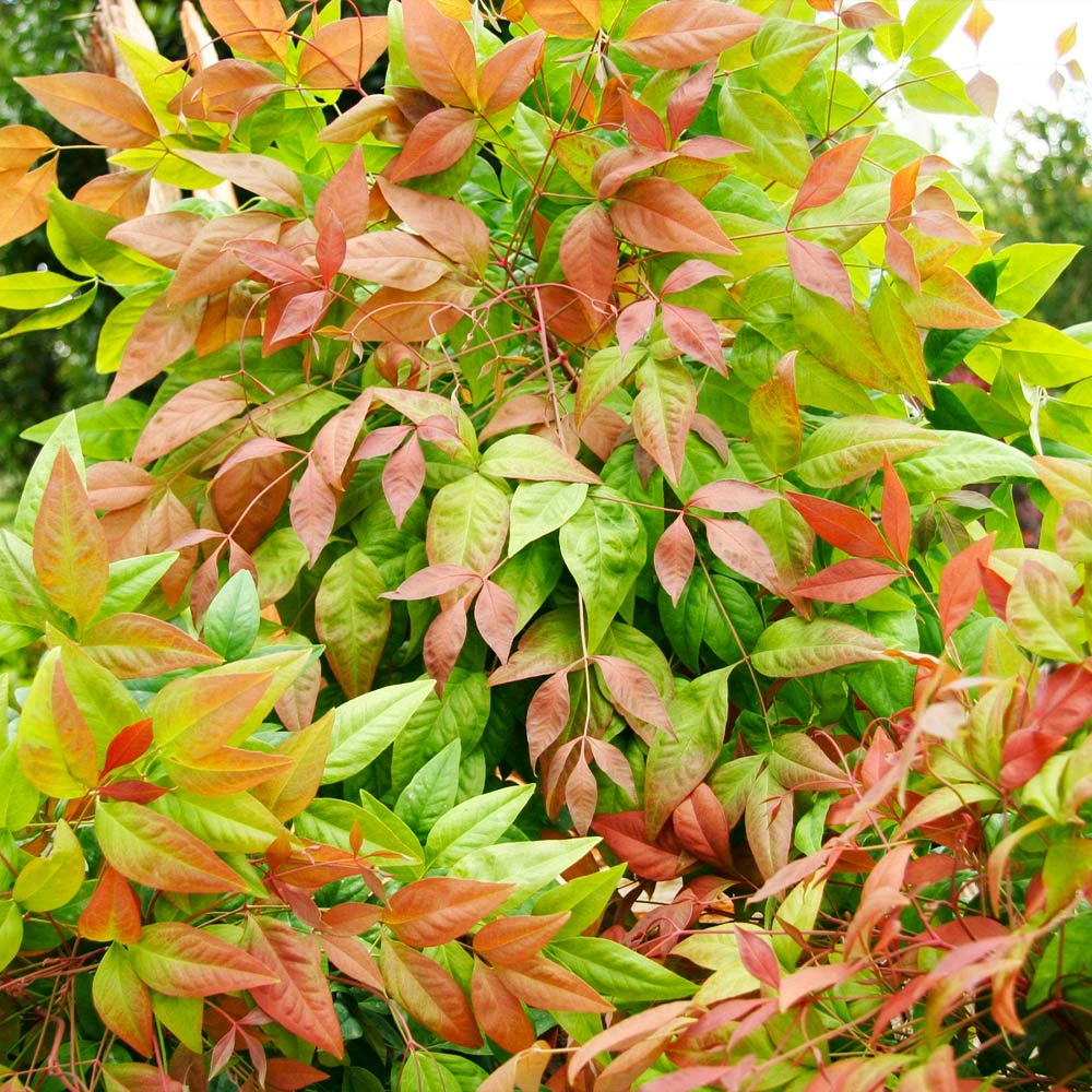 Blush Pink™ Nandina Shrub - Image 6