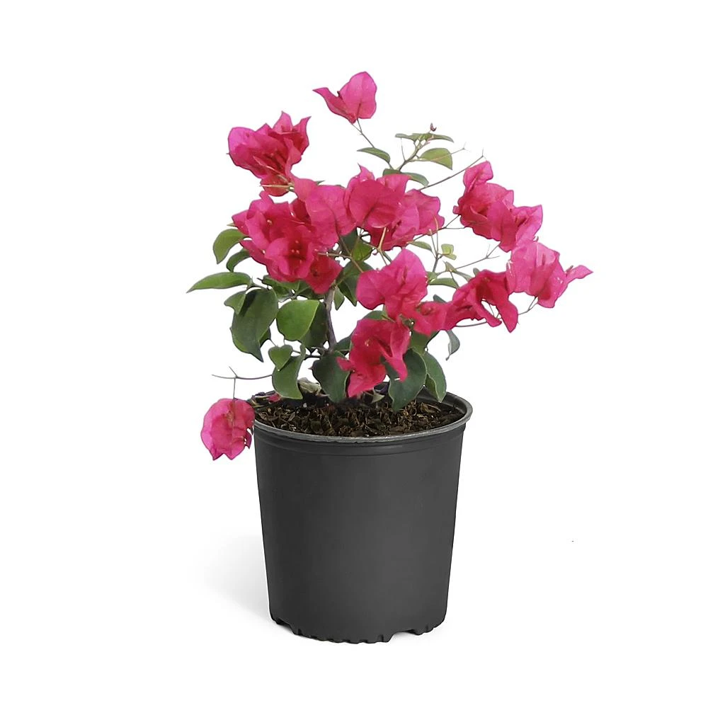 Barbara Karst Bougainvillea - Image 9