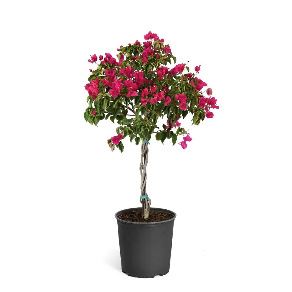 Barbara Karst Bougainvillea - Image 11