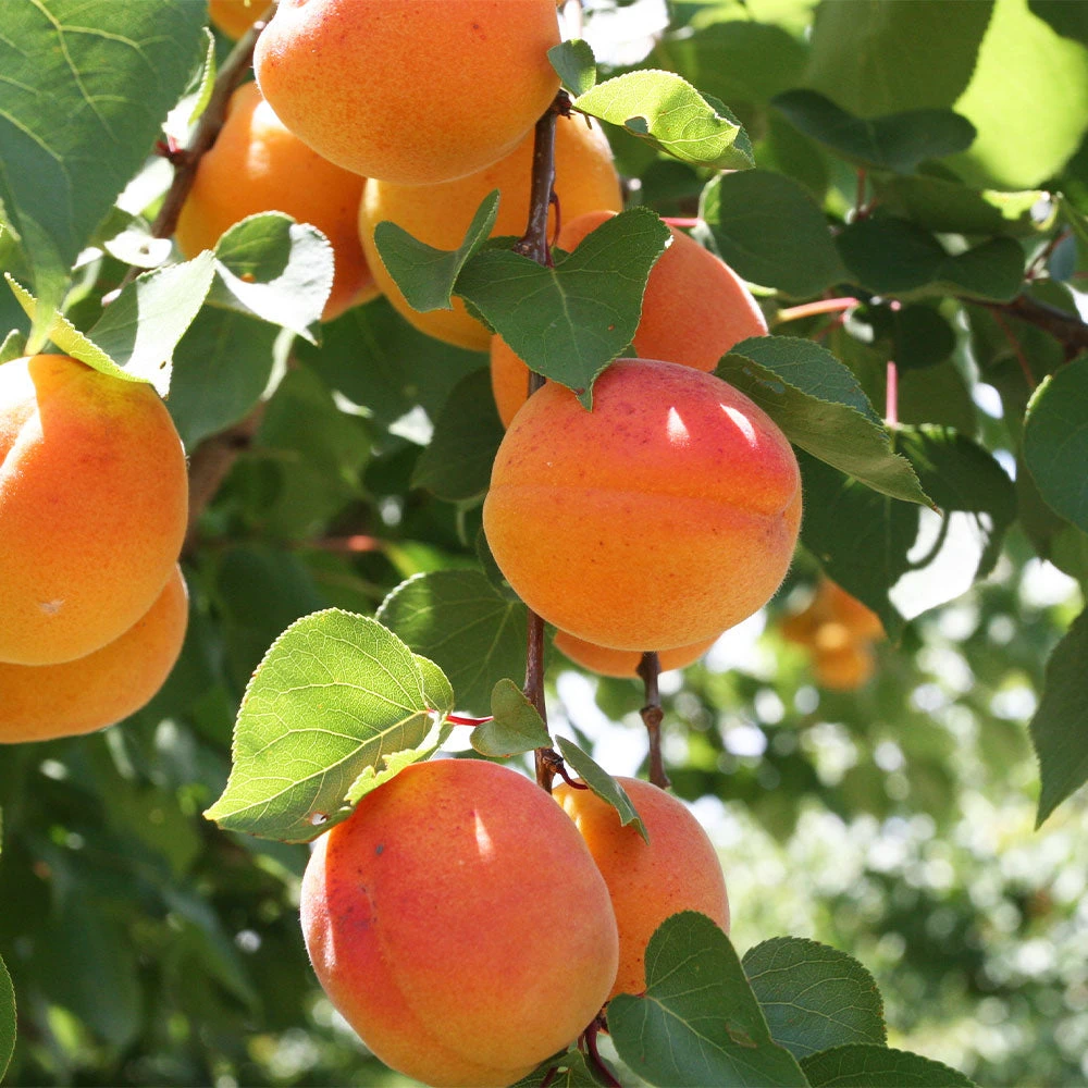 Bounty Peach Tree - Image 2