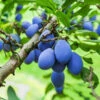 Brooks Plum Tree