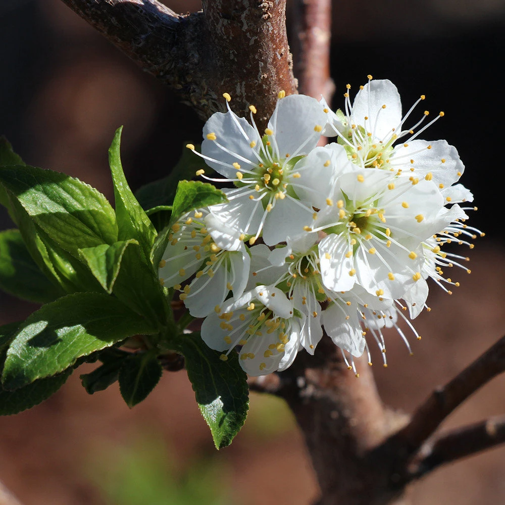Bubblegum 'Toka' Plum Tree - Image 4
