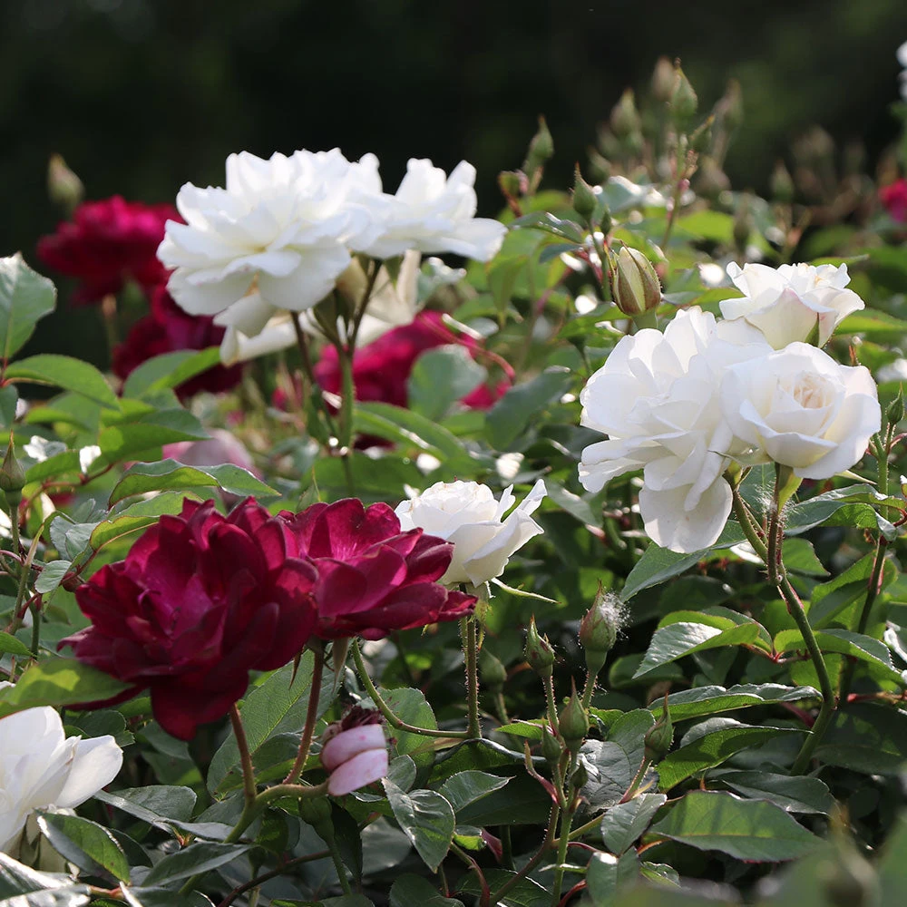 Burgundy Iceberg And Iceberg Two-fer® Rose Tree - Image 2