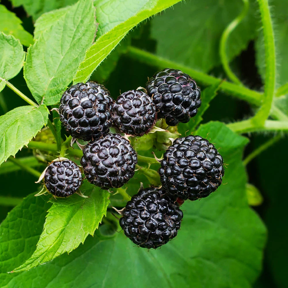 Cumberland Black Raspberry - USDA Organic - Image 2