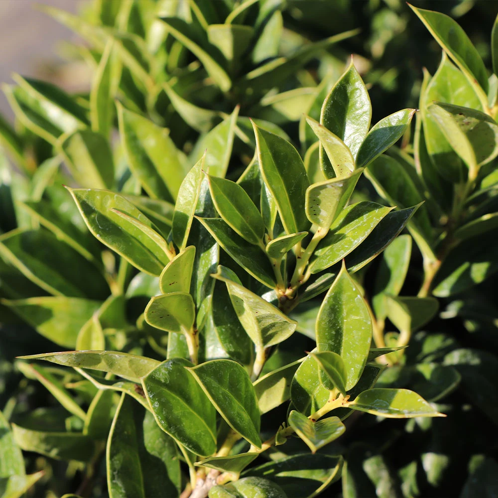 Carissa Holly - Image 3