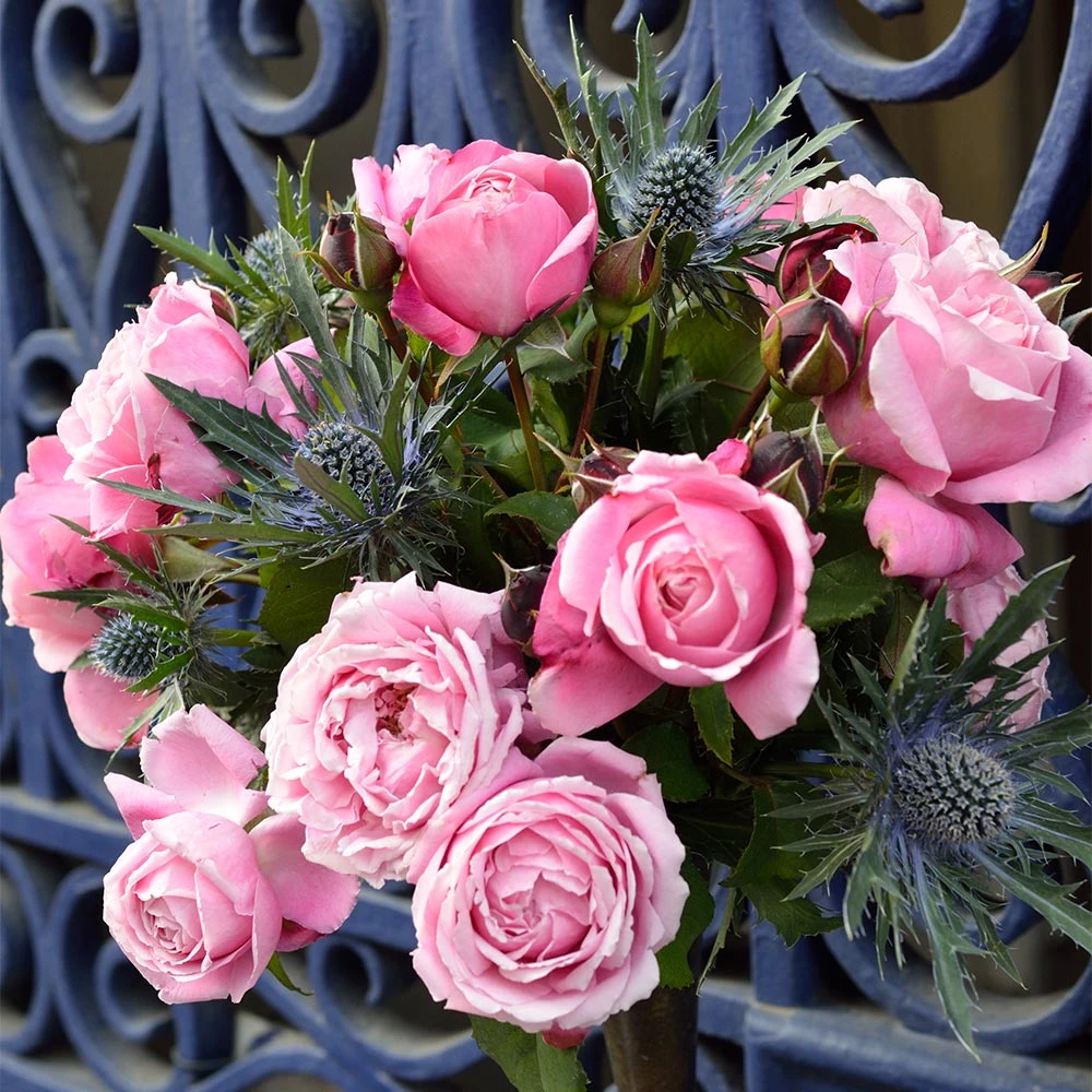 Cathedral Bells Rose - Image 3