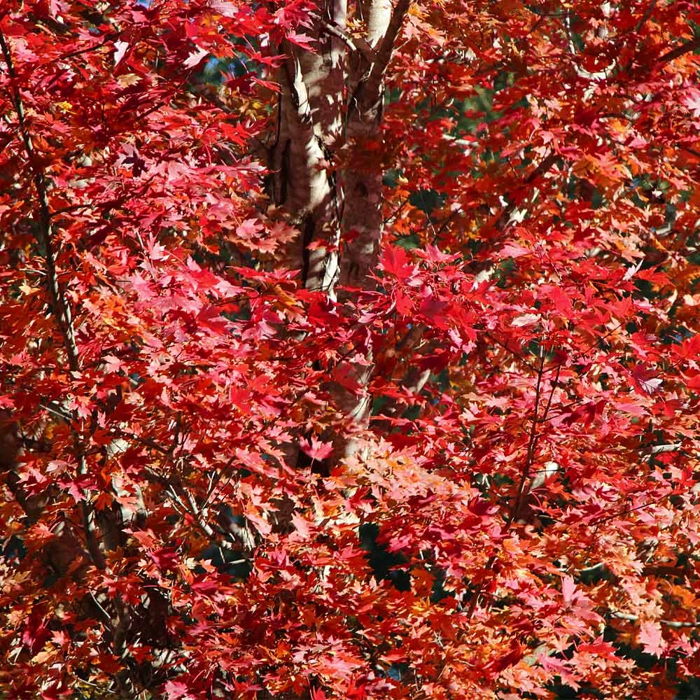 Celebration Maple Tree - Image 3