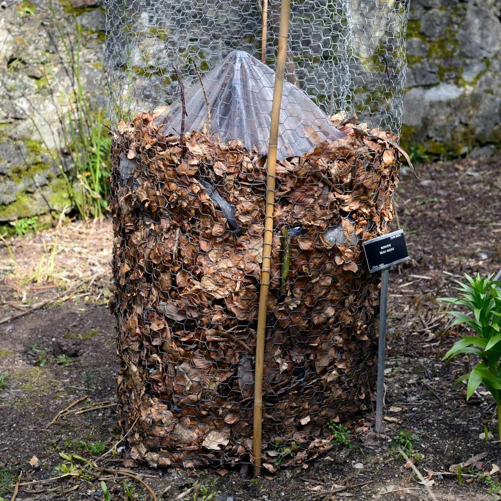 Cold Hardy Banana Tree - Image 7