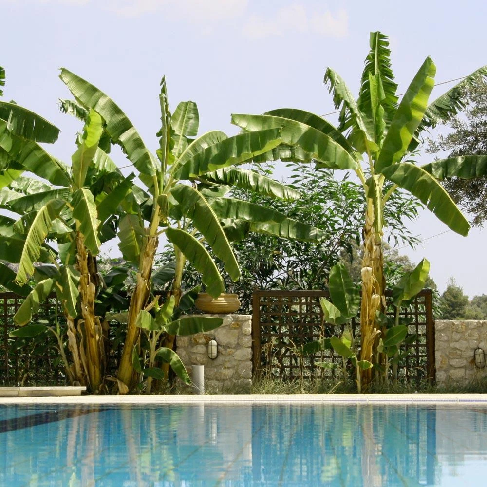 Cold Hardy Banana Tree - Image 2